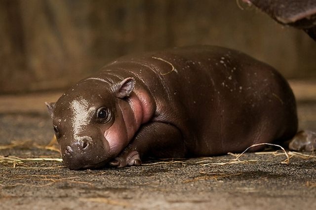 [Hipopotamo pigmeu recem nascido (3)[3].jpg]