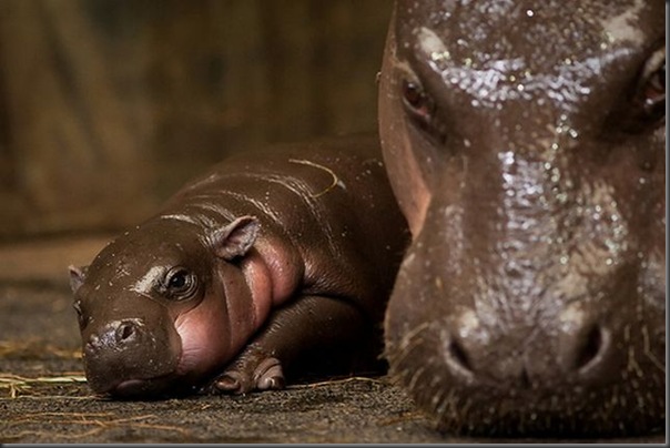 Hipopotamo pigmeu recem nascido (2)