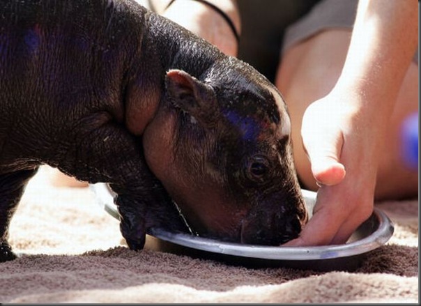 Hipopotamo pigmeu recem nascido (10)