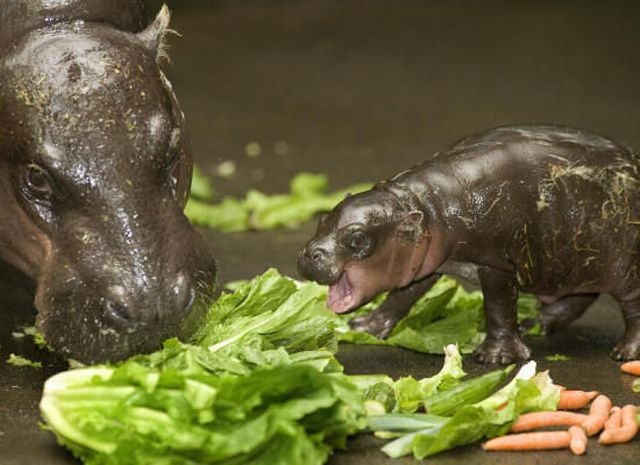 [Hipopotamo pigmeu recem nascido (5)[3].jpg]
