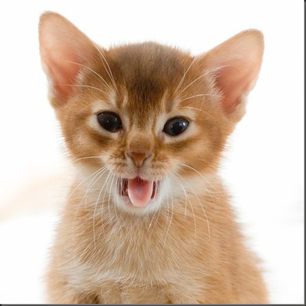 Fotos de gatinhos fofos bocejando (19)