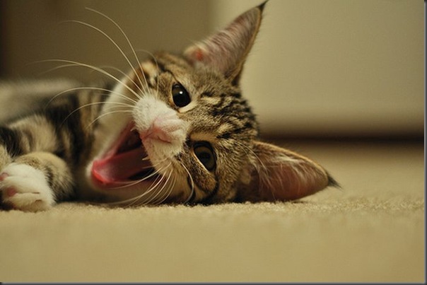 Fotos de gatinhos fofos bocejando (11)