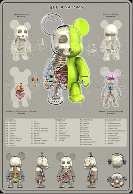 Anatomias engraçadas (11)