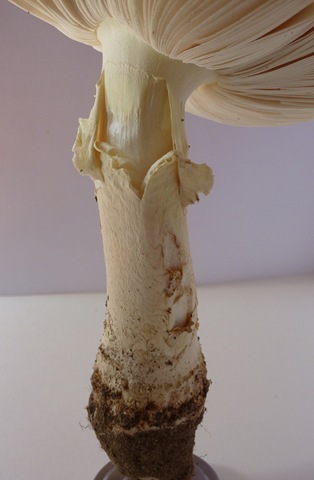 stem stem