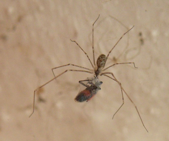 [araña1[3].jpg]