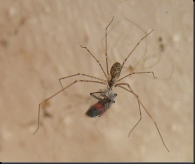 araña1
