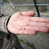 Hagel im April
