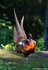 Tri%20DKC%20male.jpg Tri%20DKC%20male.jpg
