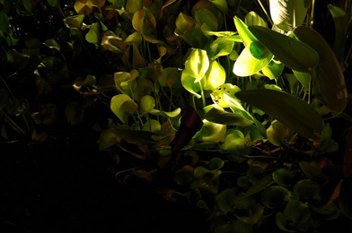 DSC_9732 DSC_9732