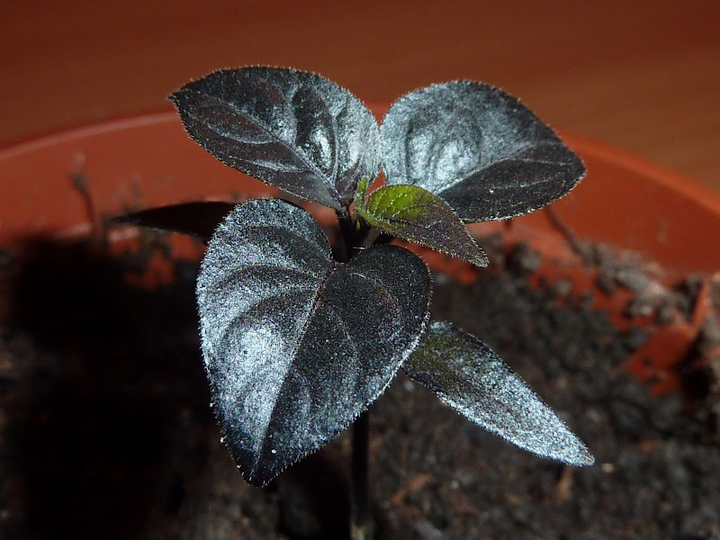 P1000890.JPG