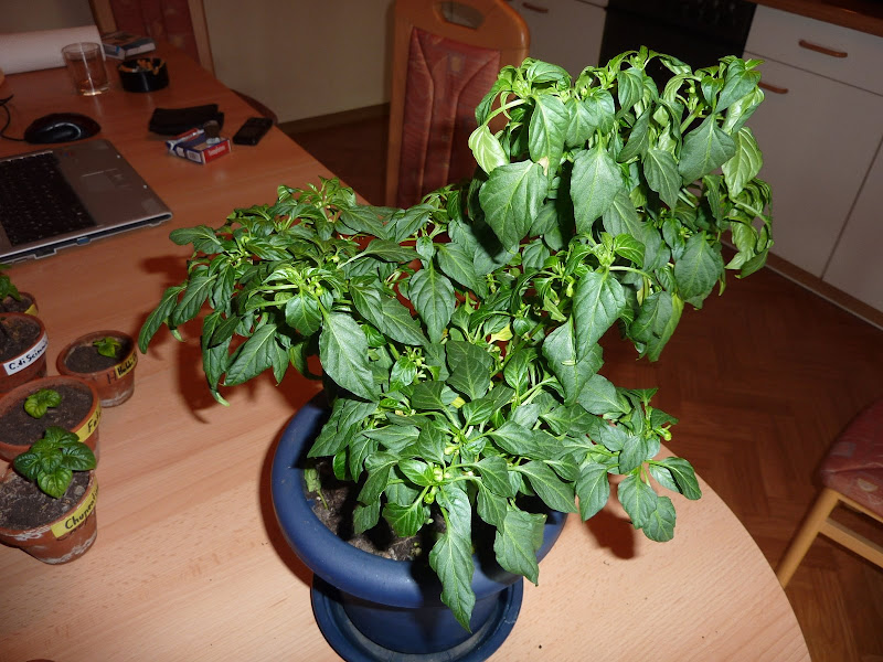 P1000900.JPG