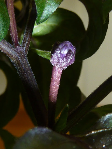 P1000916.JPG