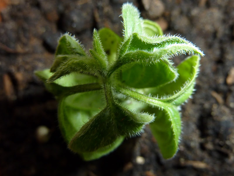 P1010225.JPG