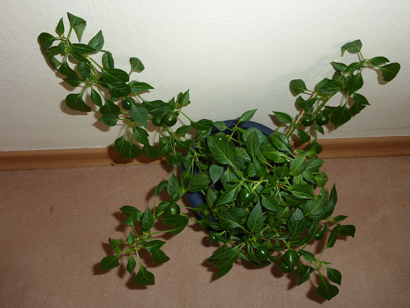 P1010773.JPG