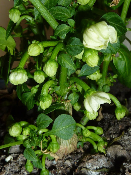 P1010785.JPG