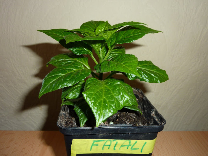P1010935.JPG