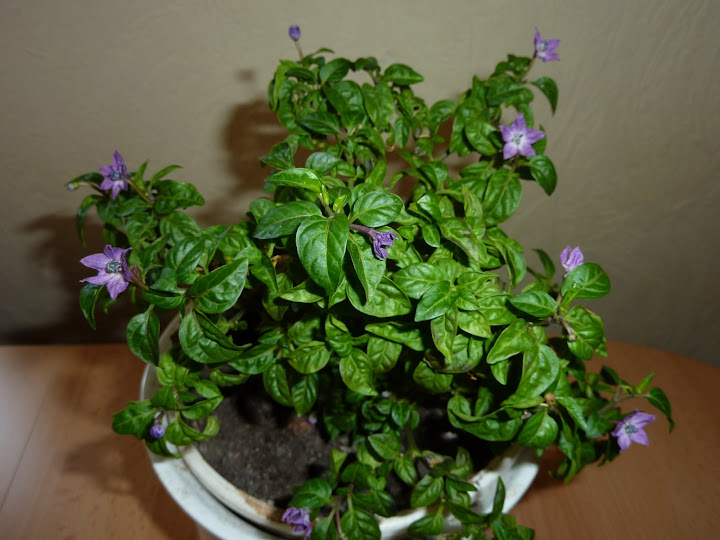 P1010970.JPG
