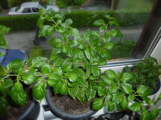 P1020411.JPG