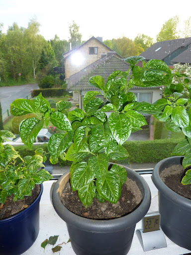 P1020402.JPG
