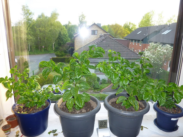 P1020403.JPG