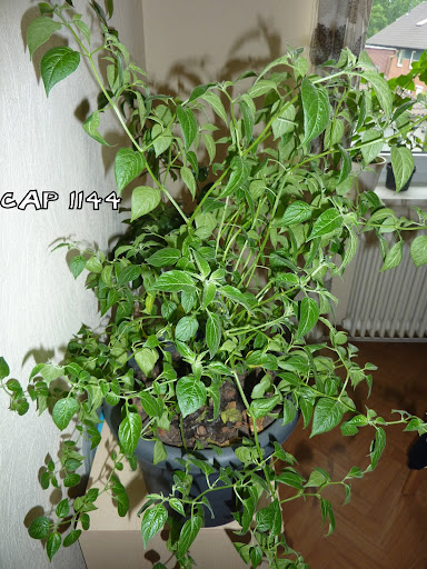 P1020739.JPG