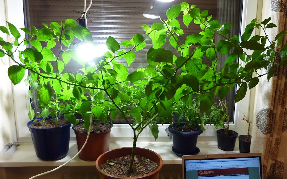 P1040719.JPG