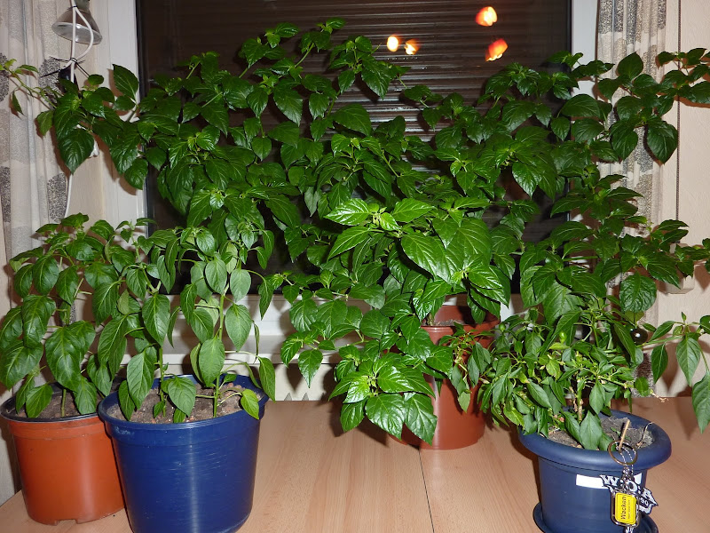 P1040694.JPG
