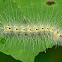 Fall webworm moth