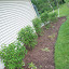 ElizaK28's West Side yard - Garage garden