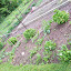 ElizaK28's East Border to Edible Garden garden