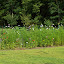 ElizaK28's West Border to Edible Garden garden