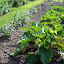 ElizaK28's Between the Edible and Berries garden