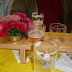 SL704779.JPG