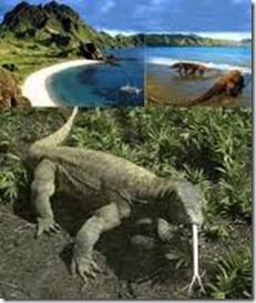 komodo 4