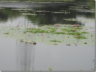 IMG_1163 (1) IMG_1163 (1)