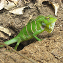 Southern Green calotes