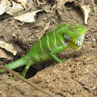 Southern Green calotes
