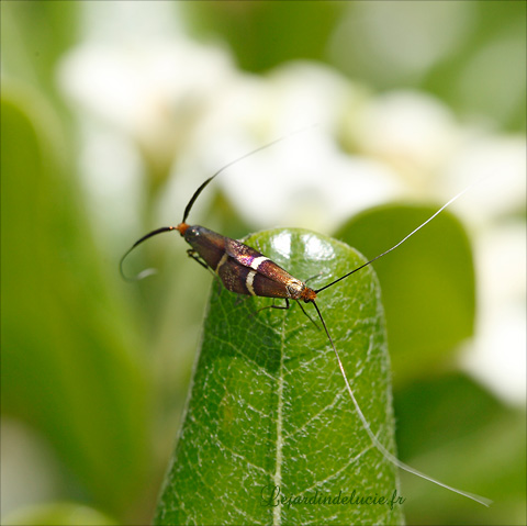 couple d'adela australis