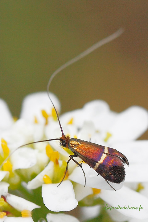 mâla adela australis sur Ibéris sempervirens