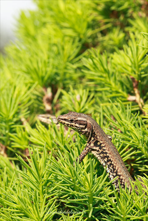lézard au soleil sur le sapin nain