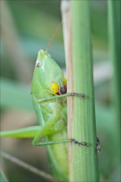 ruspolia nitidula tête