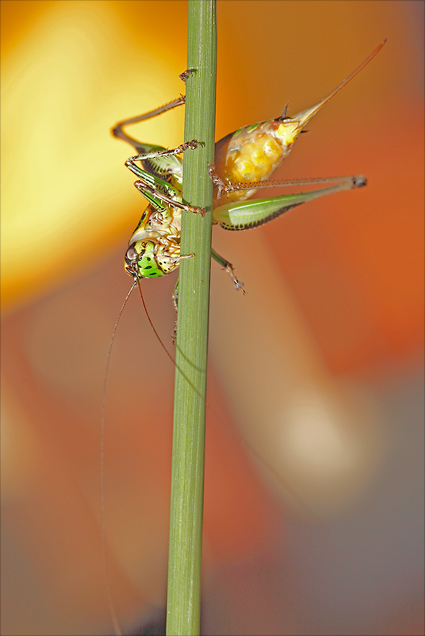 eupholidoptera chabrieri femelle