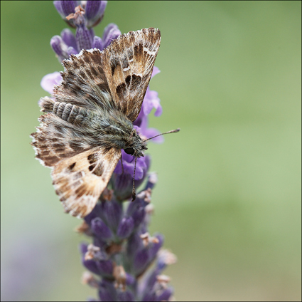 quel insecte butine la lavande