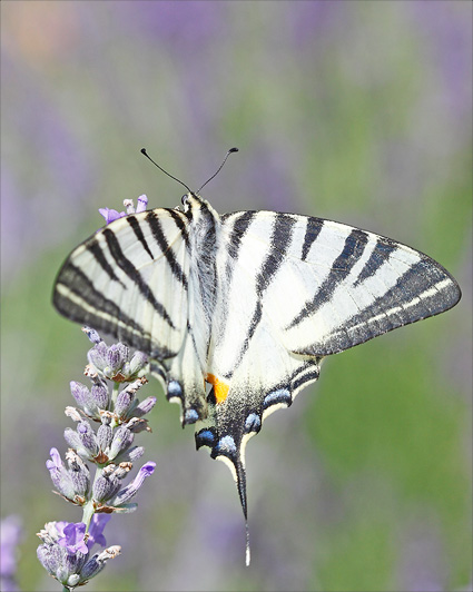 quel insecte butine la lavande