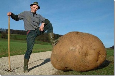 potato giant