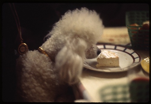 [poodle brie[3].jpg]