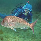 2003 Goat Island