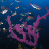 Aldermen Islands trip with Stirlings Dive and Taranui Charters