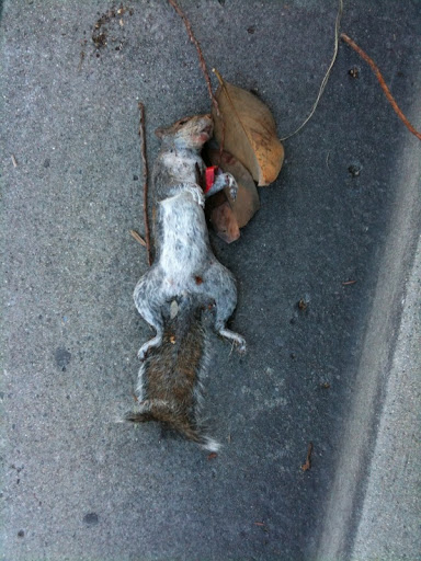 dead squirrel
