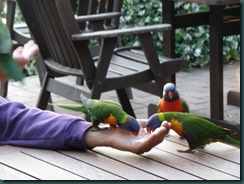 Papegojor som äter socker